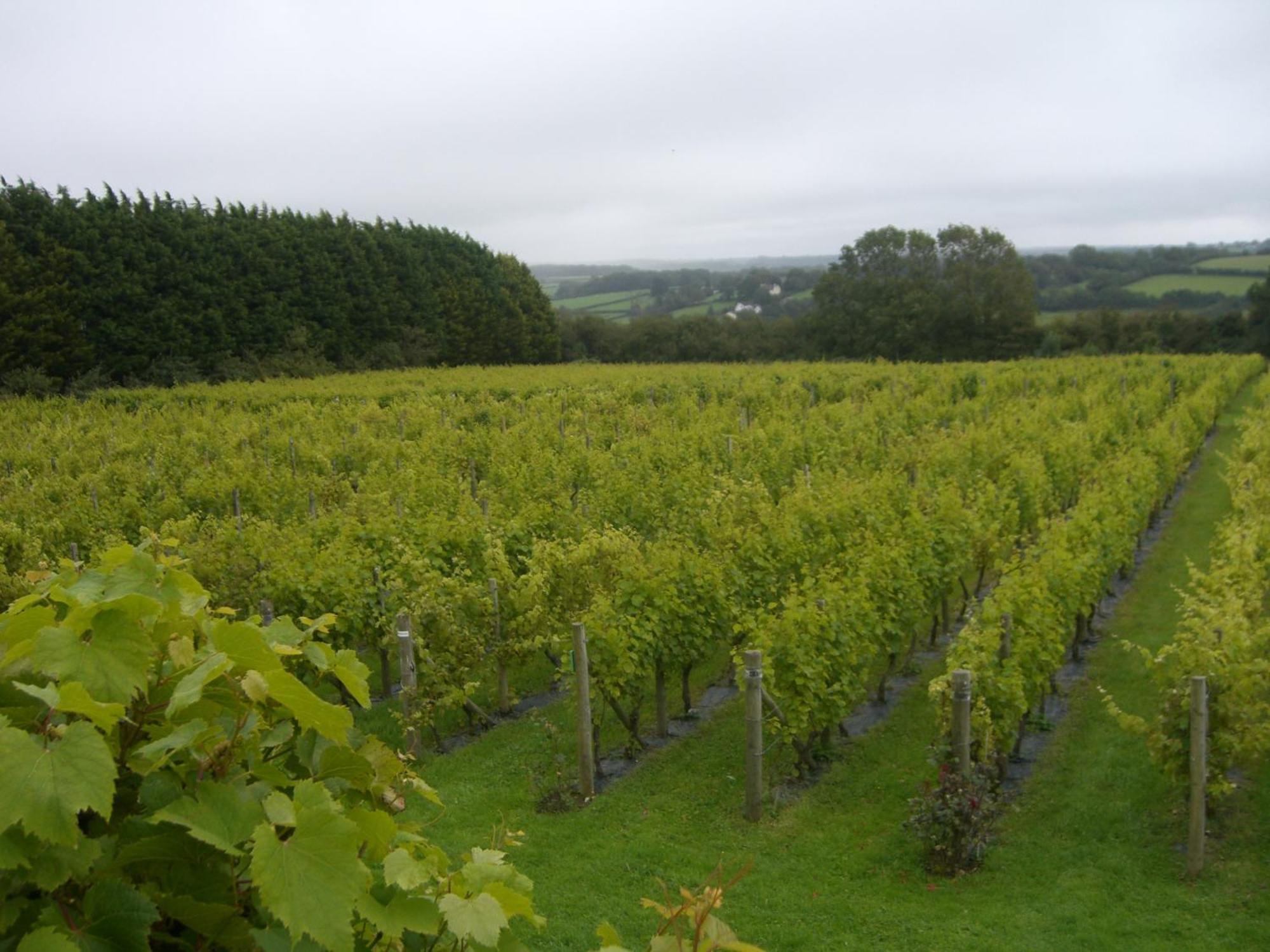 Отель Glyndwr Vineyard Каубридж Экстерьер фото